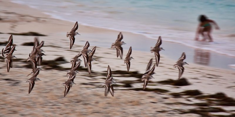 Ephemeral - paning photography on a group of flying birds on the beeach