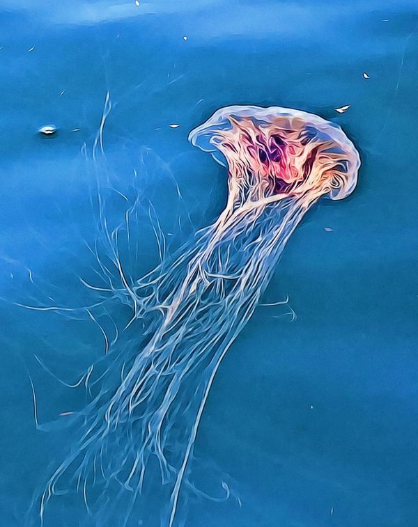 Jellyfish floating by Tatiana Travelways